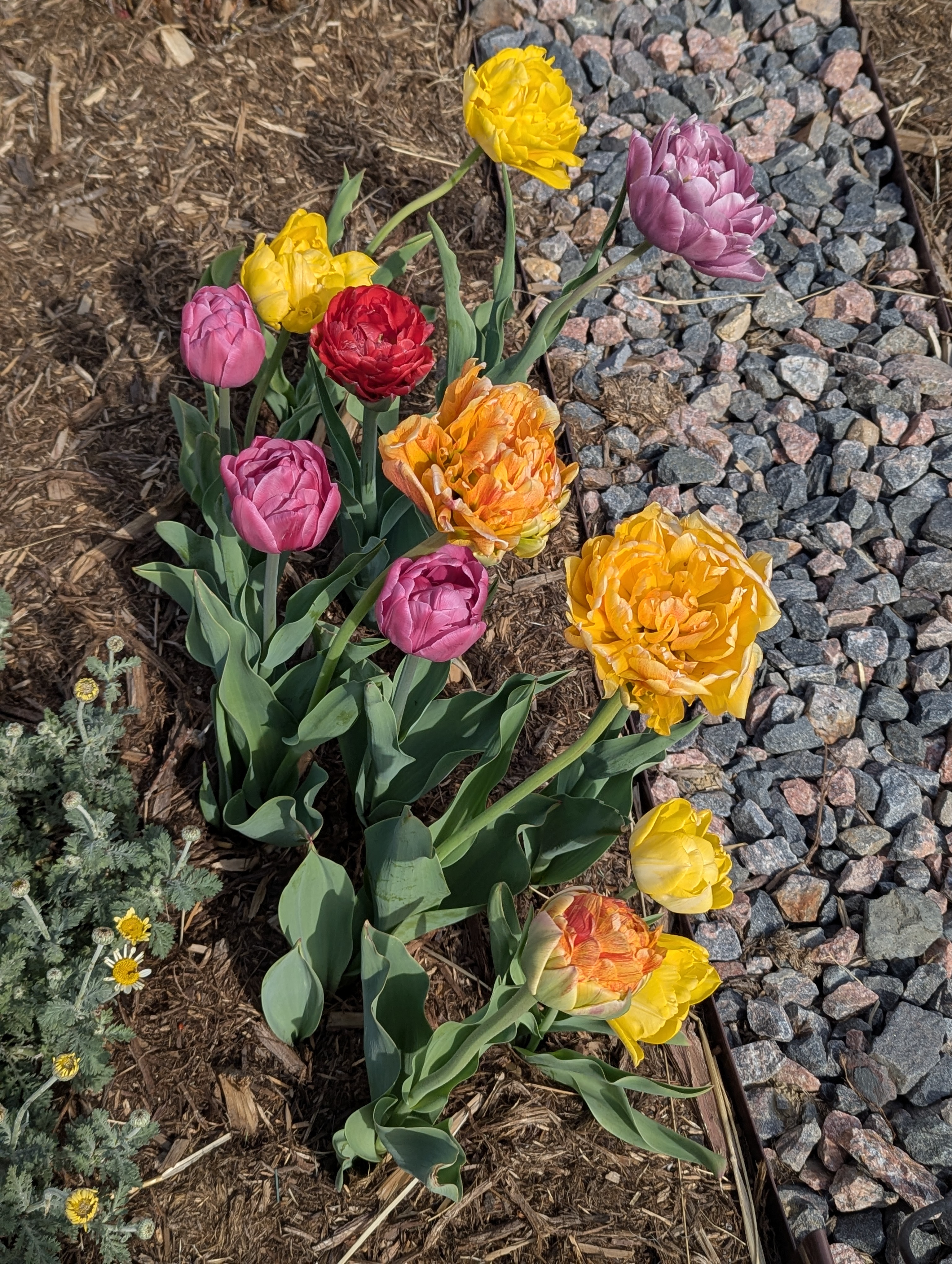 Garden, Flowers, Morrison, Colorado